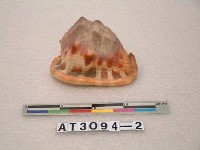 藏品(萬年貝)的圖片
